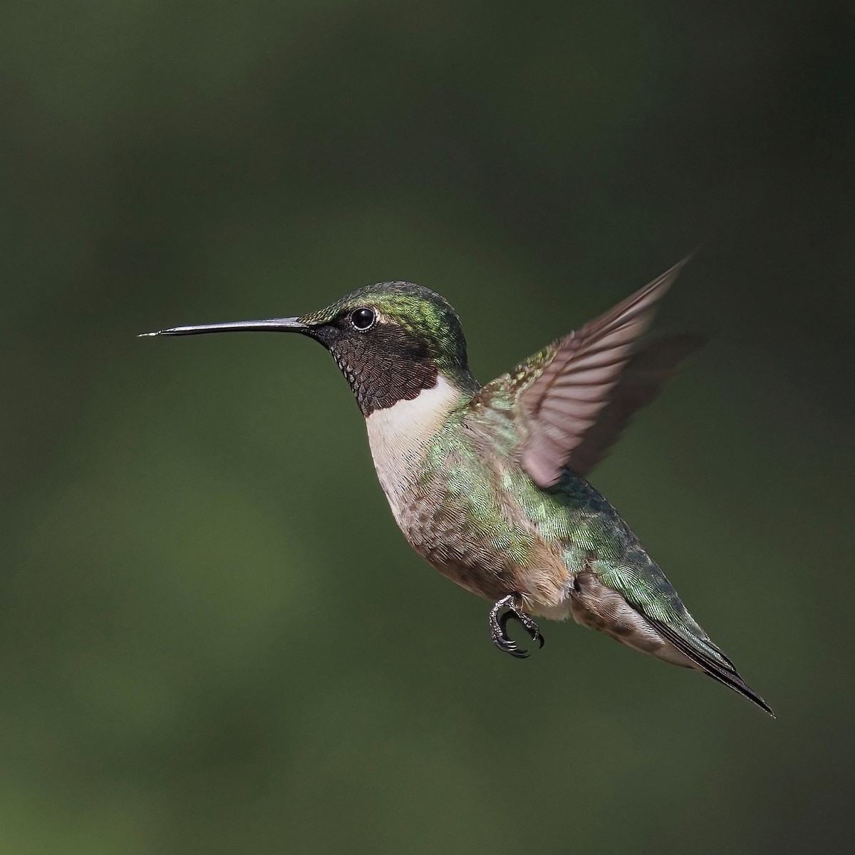 Colibri à gorge rubis - ML571379271