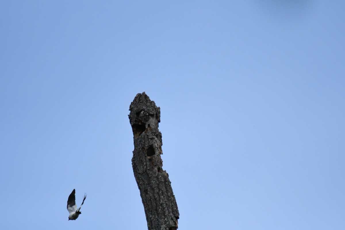 Red-headed Woodpecker - Luisa Gunn