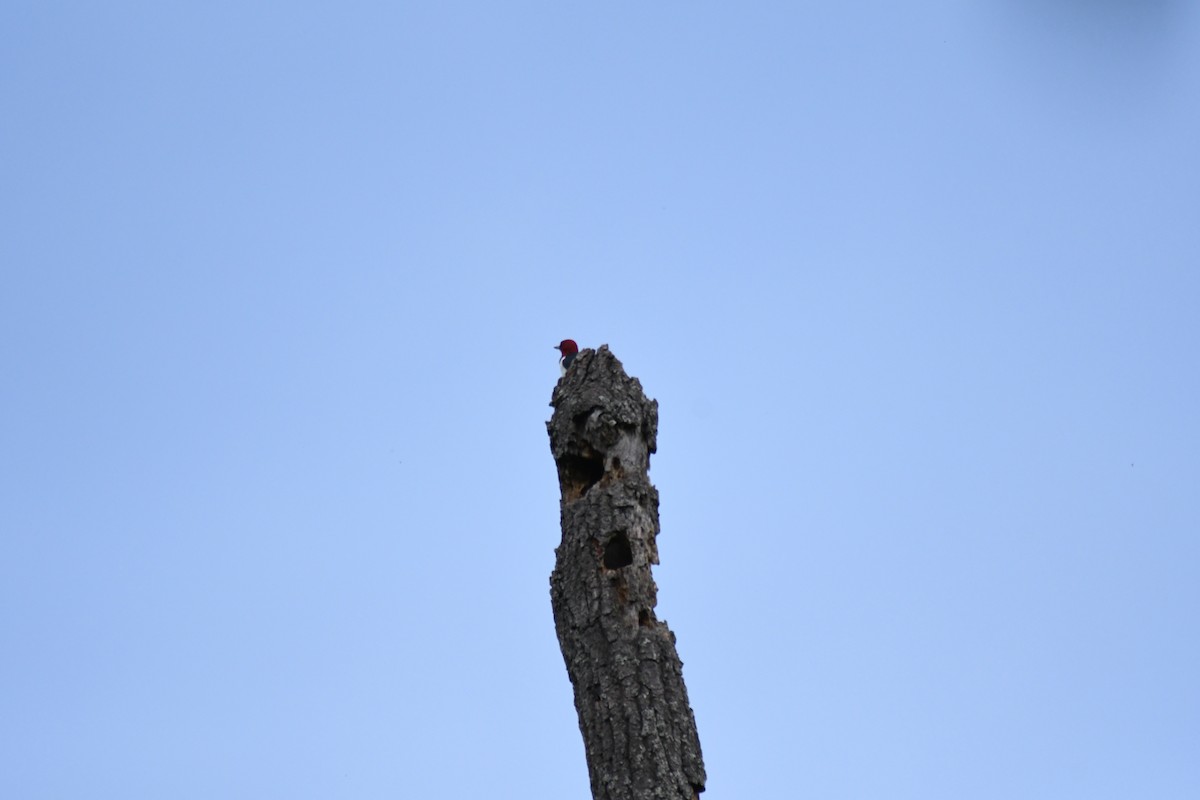 Red-headed Woodpecker - ML571379361