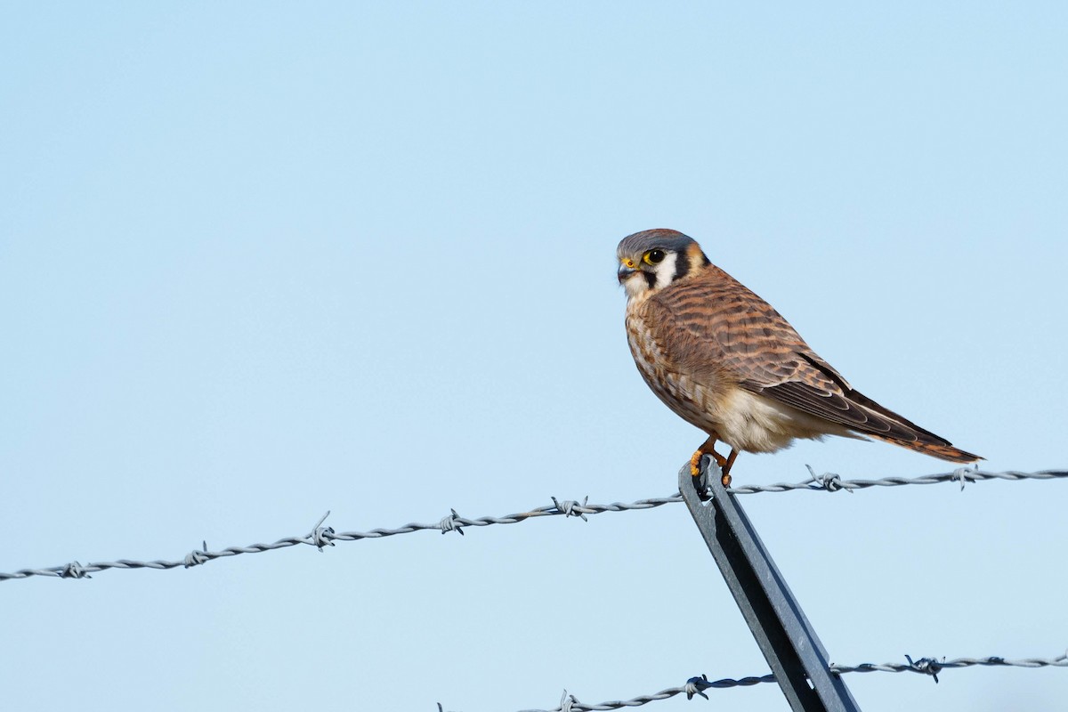 American Kestrel - ML571380151