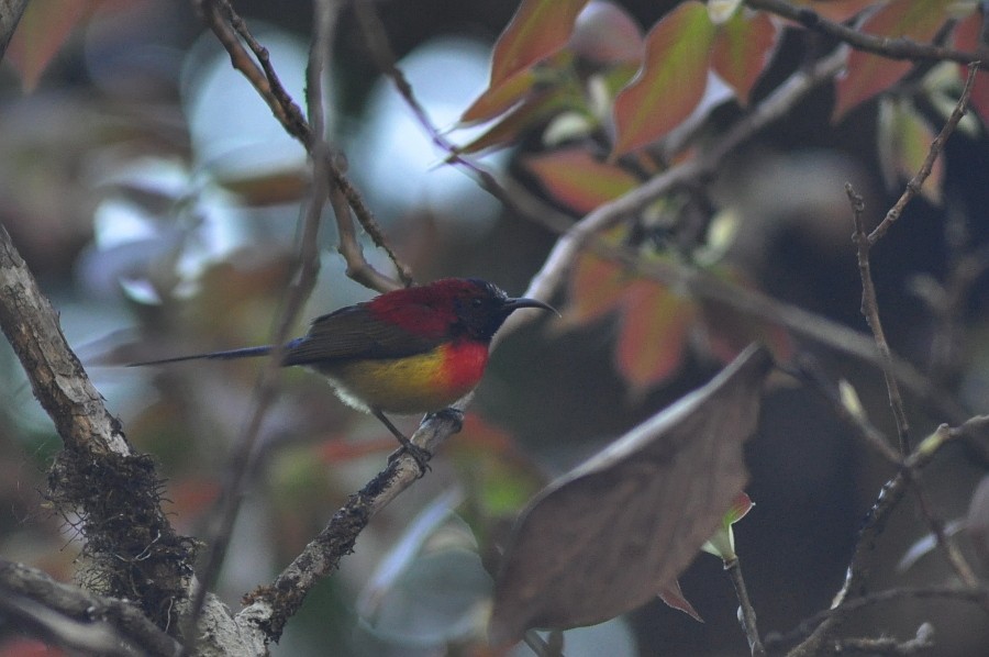 藍喉太陽鳥 - ML57138071