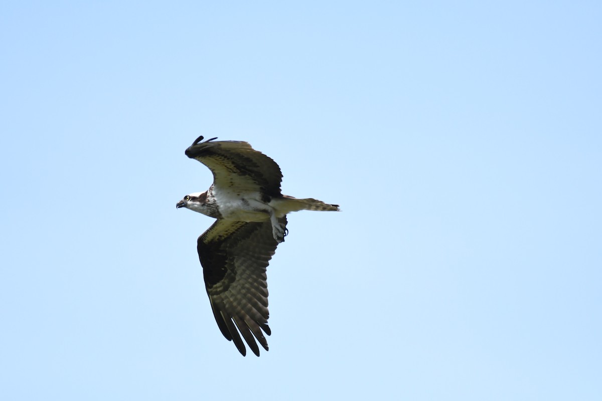 Osprey - ML571380931