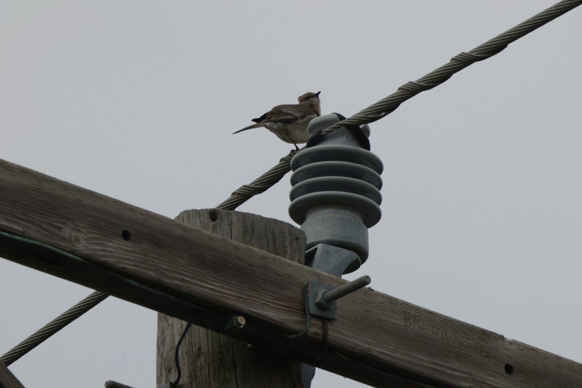 Northern Mockingbird - ML571382381