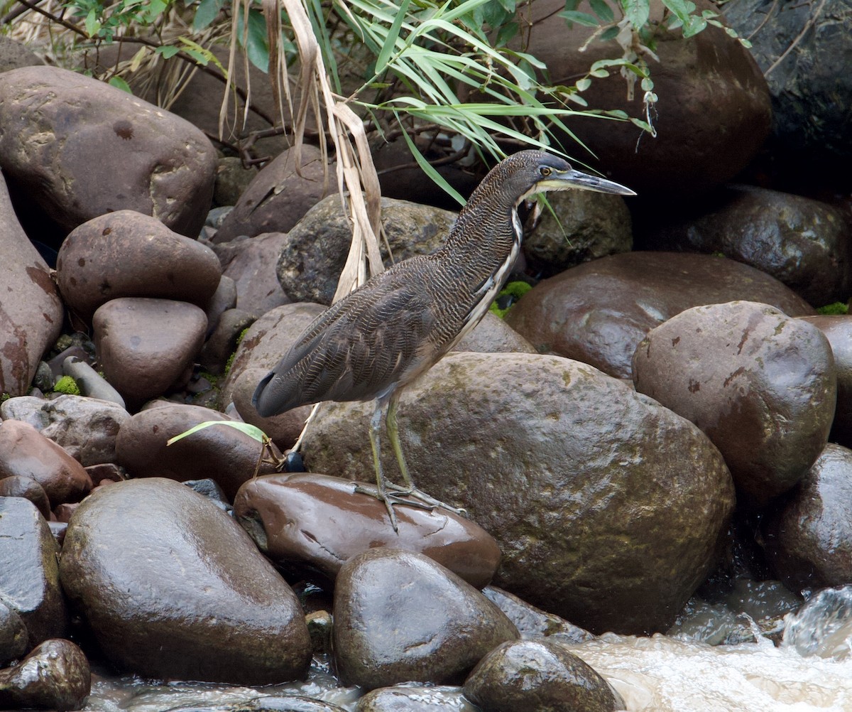 Fasciated Tiger-Heron - ML571382391