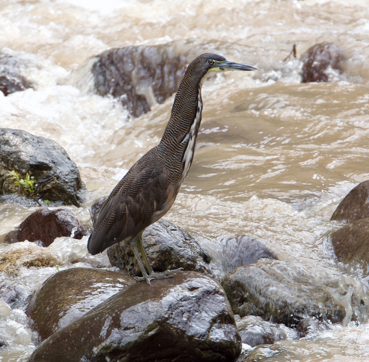 Fasciated Tiger-Heron - ML571382411