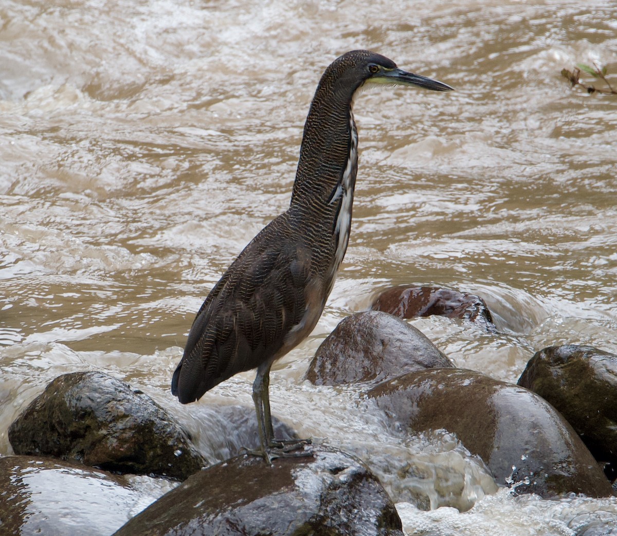 Fasciated Tiger-Heron - ML571382421