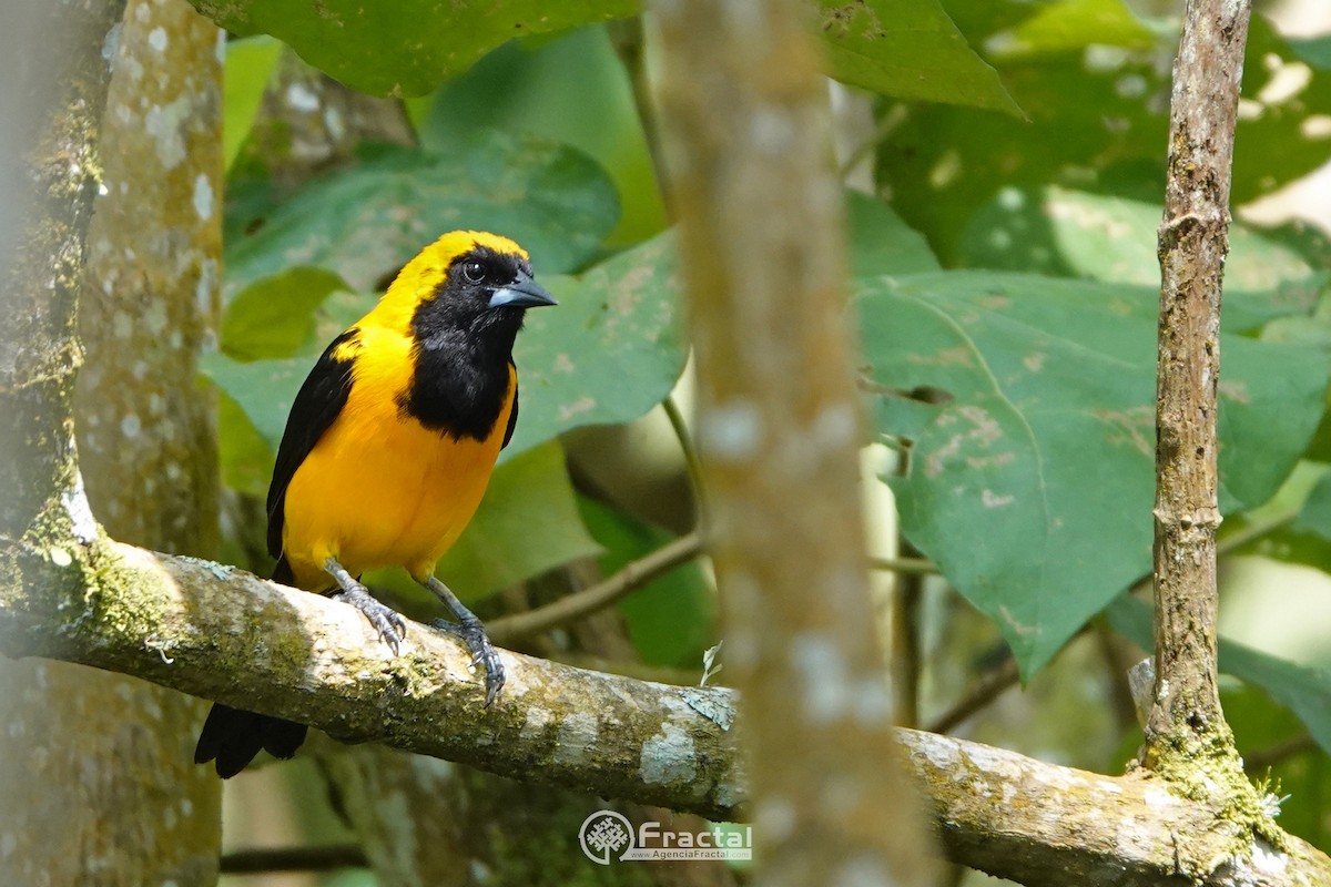 Yellow-backed Oriole - Wladimir Giraldo Velasquez