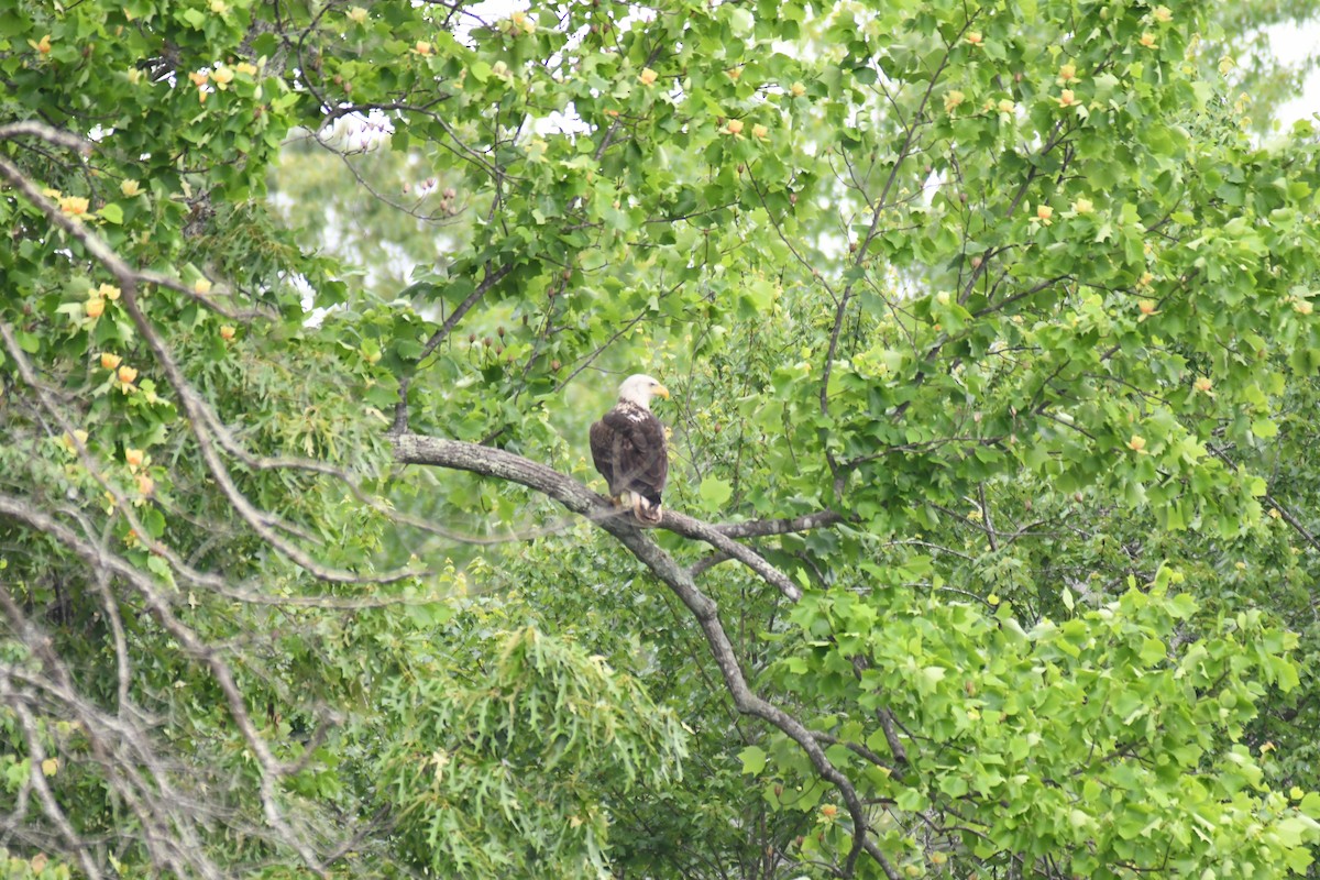 Bald Eagle - ML571382681