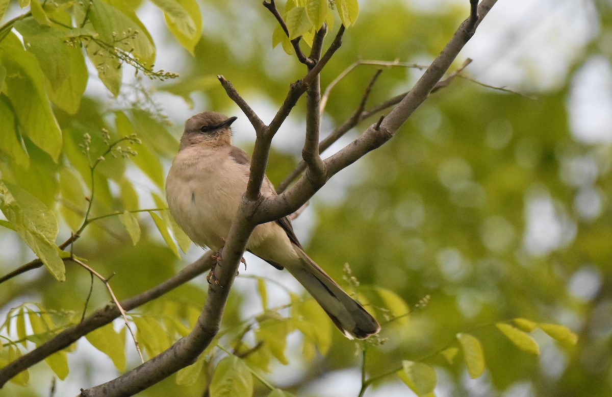 Northern Mockingbird - ML571382711