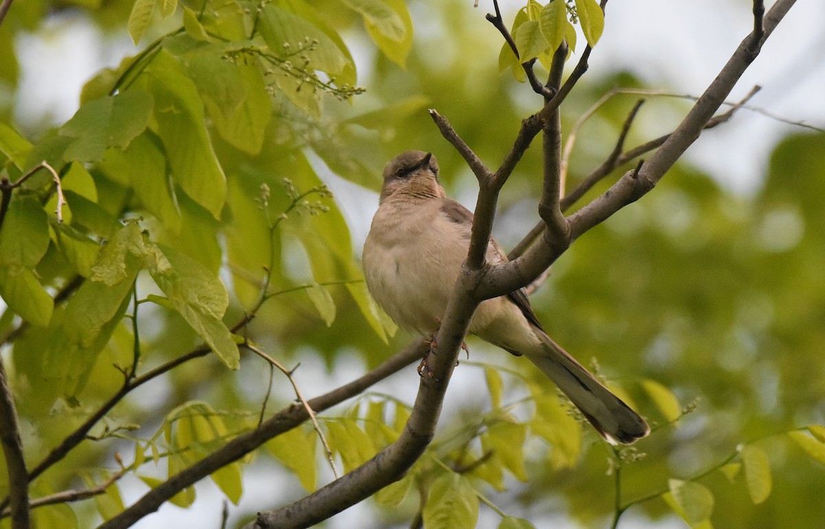 Northern Mockingbird - Lukasz Pulawski