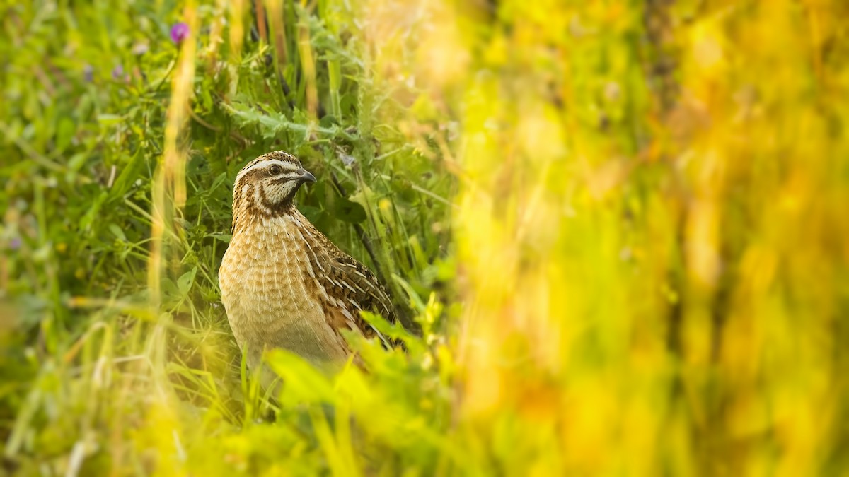 Common Quail - ML571383491