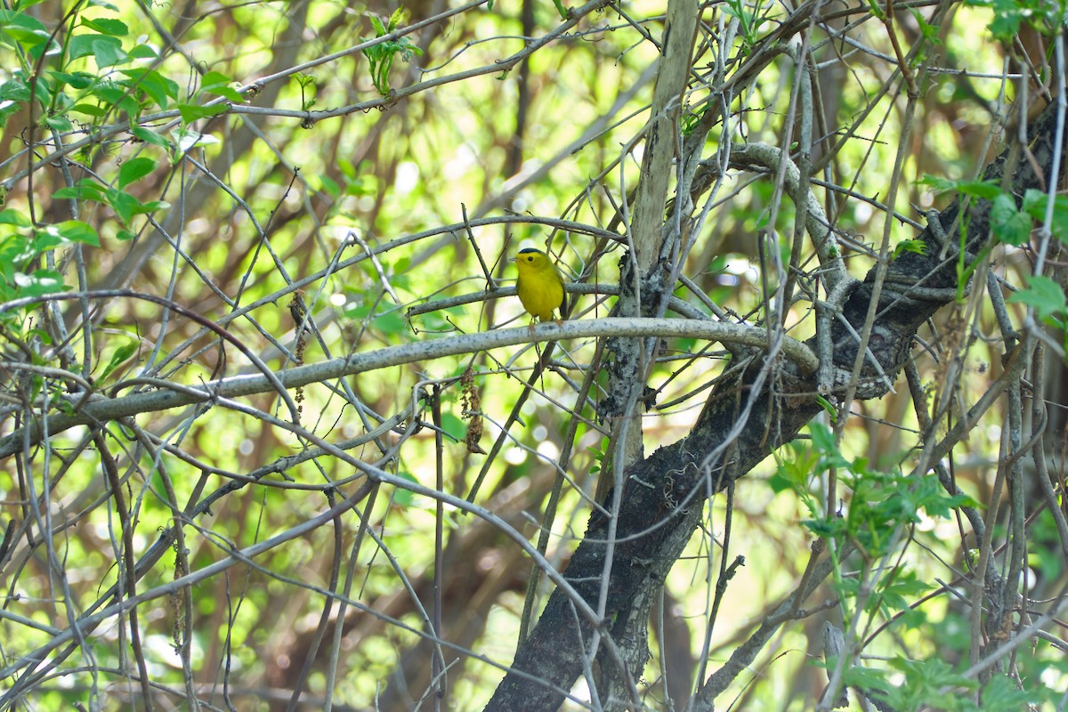 Wilson's Warbler - ML571383551