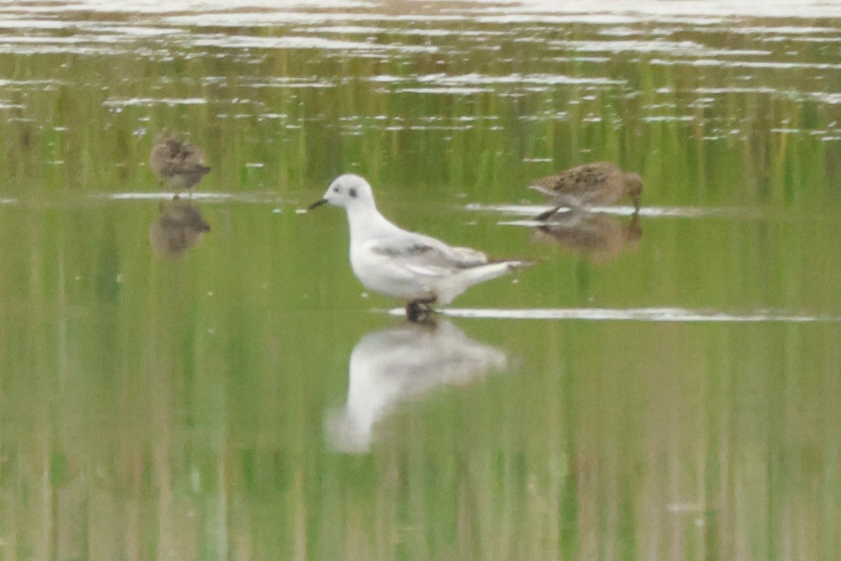 Bonaparte's Gull - ML571383801