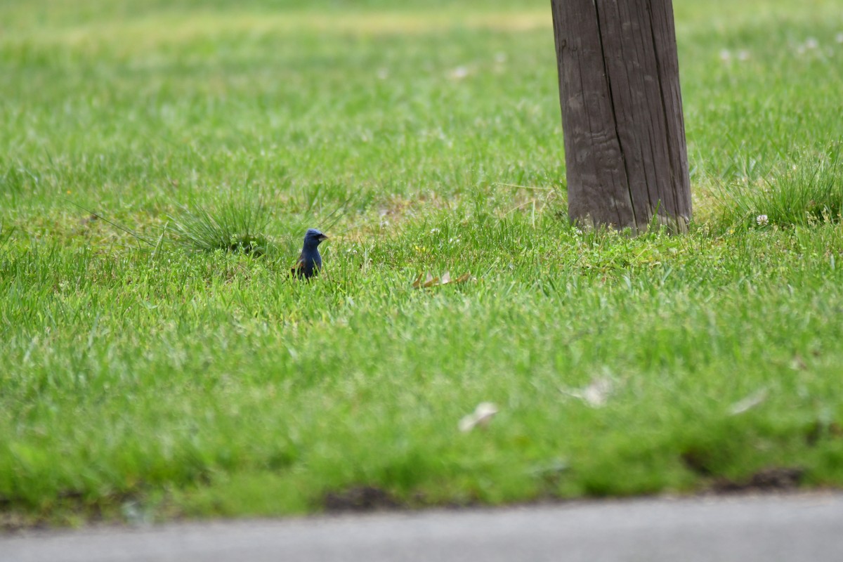 Blue Grosbeak - ML571383941