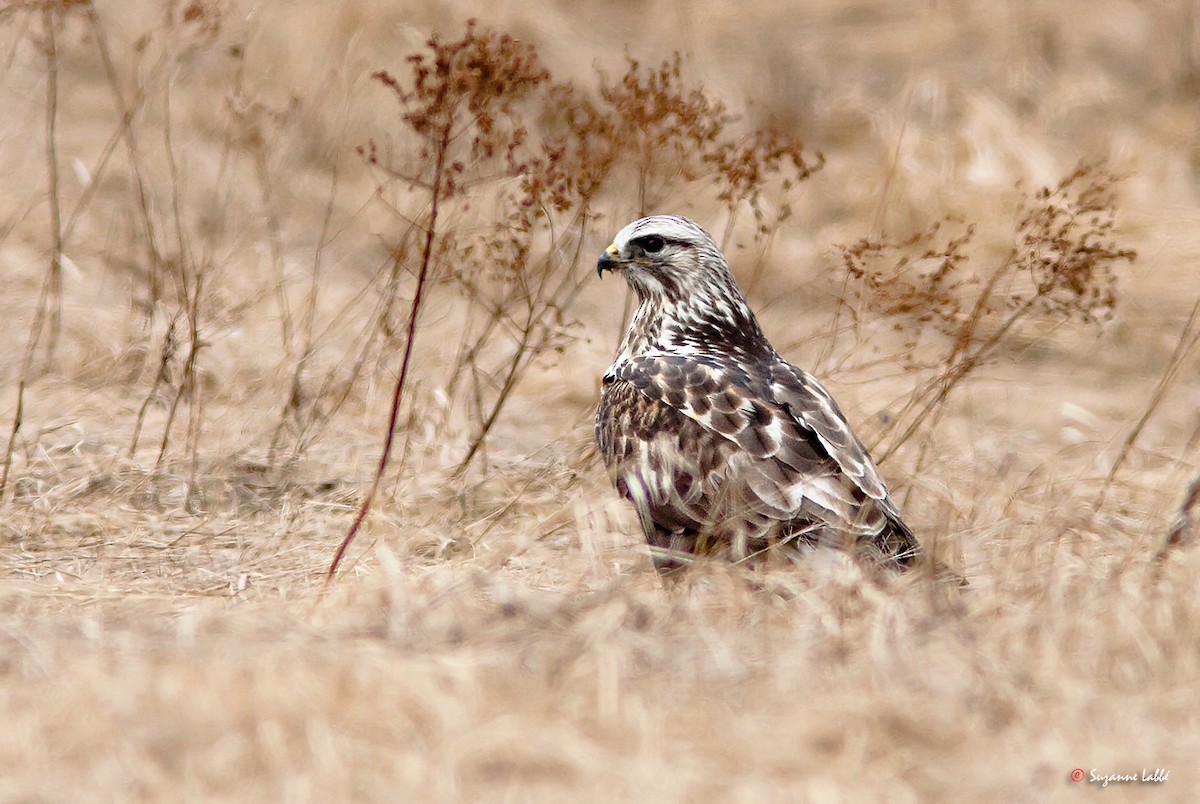 Rough-legged Hawk - ML57138691