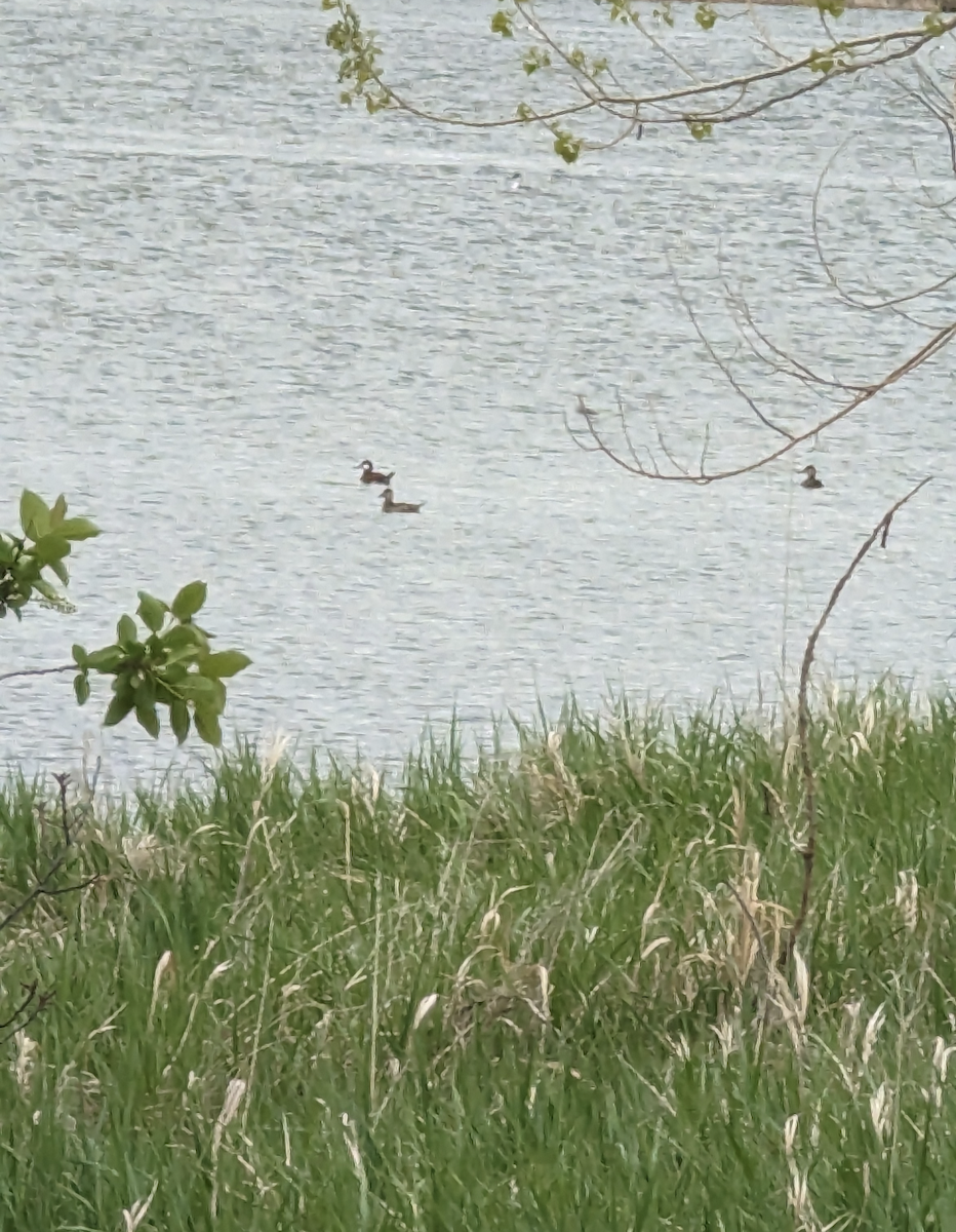 Ruddy Duck - ML571388311