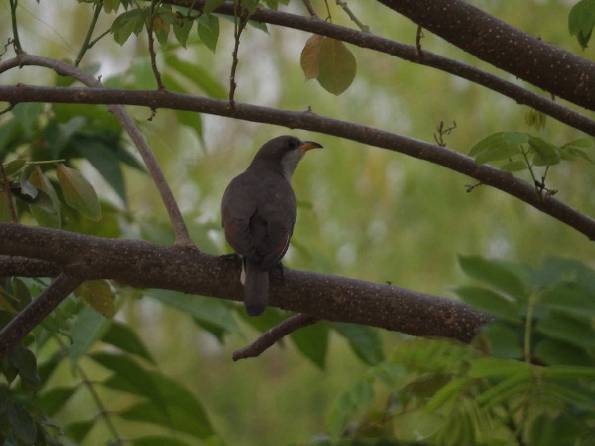 Yellow-billed Cuckoo - ML571388371