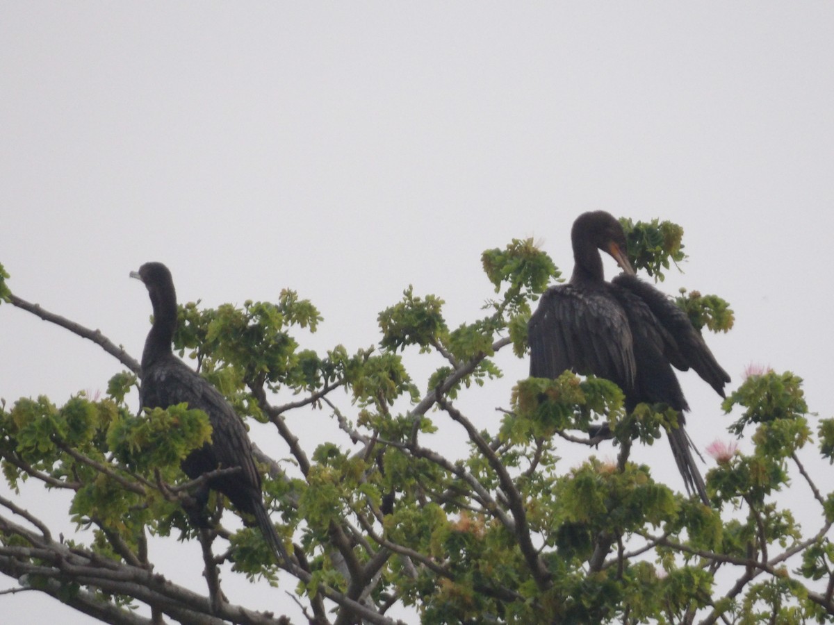 Neotropic Cormorant - ML571388531