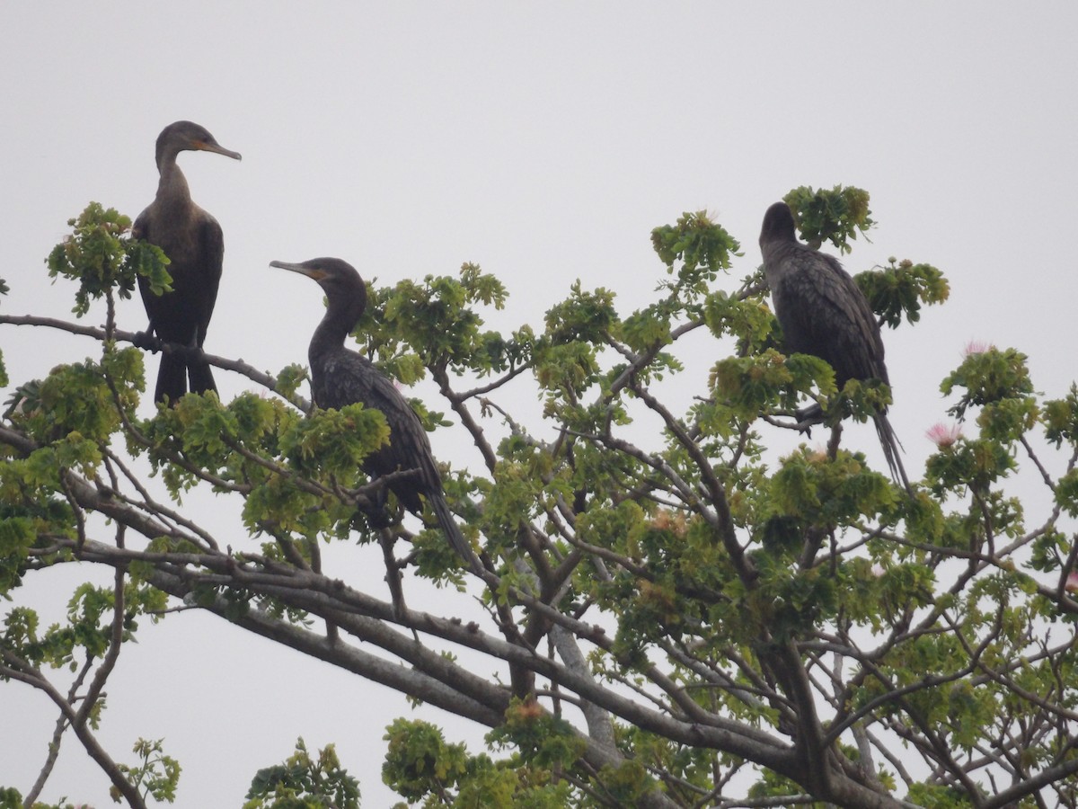 Neotropic Cormorant - ML571388851