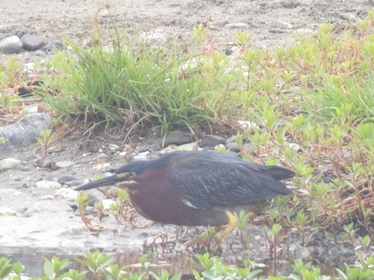 Green Heron - ML571389421