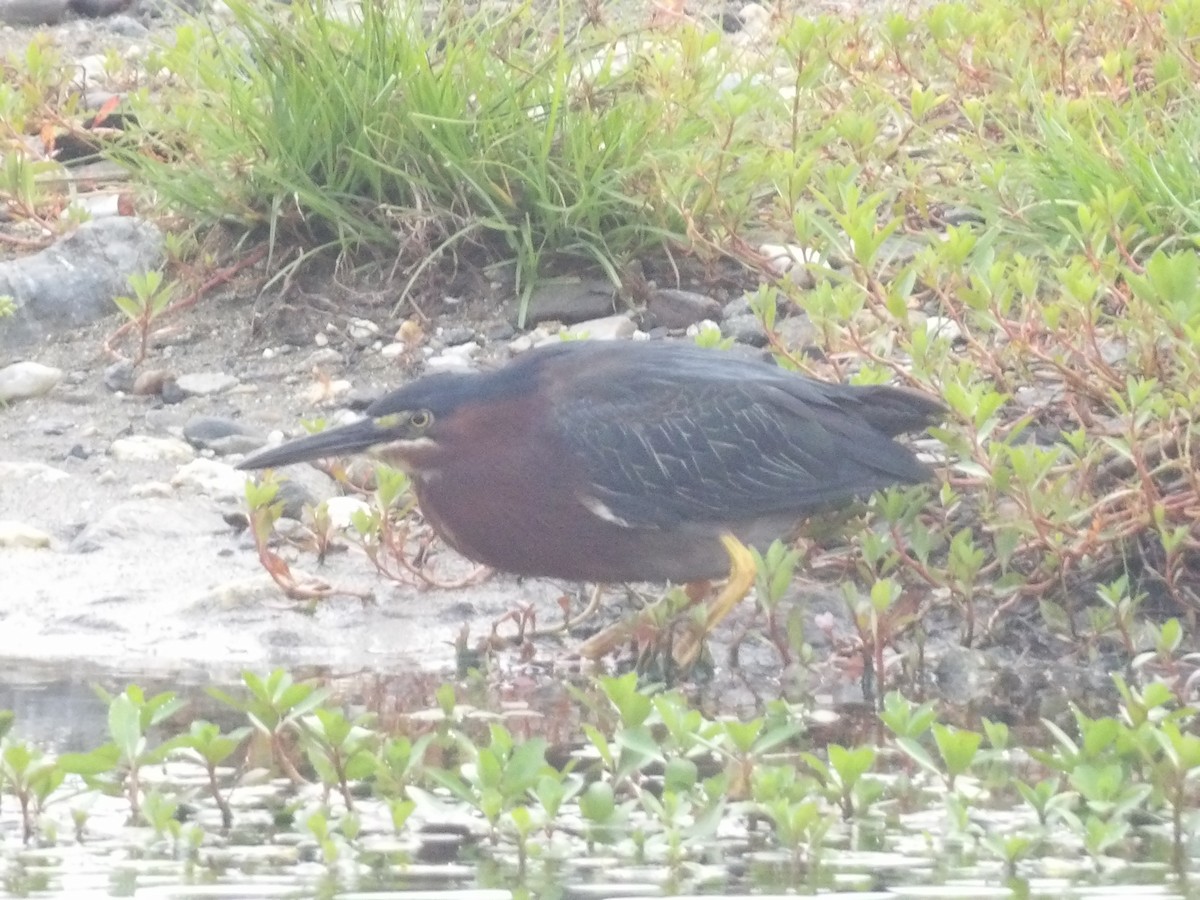 Green Heron - ML571389531