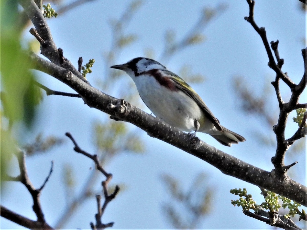 Gelbscheitel-Waldsänger - ML571389981