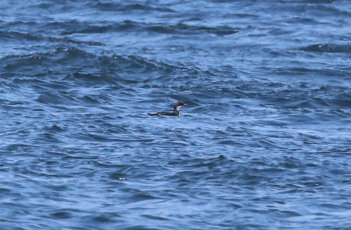 Thick-billed Murre - ML571390011