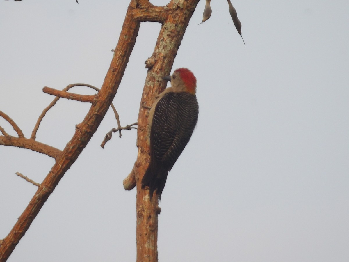 Golden-fronted Woodpecker - ML571390491