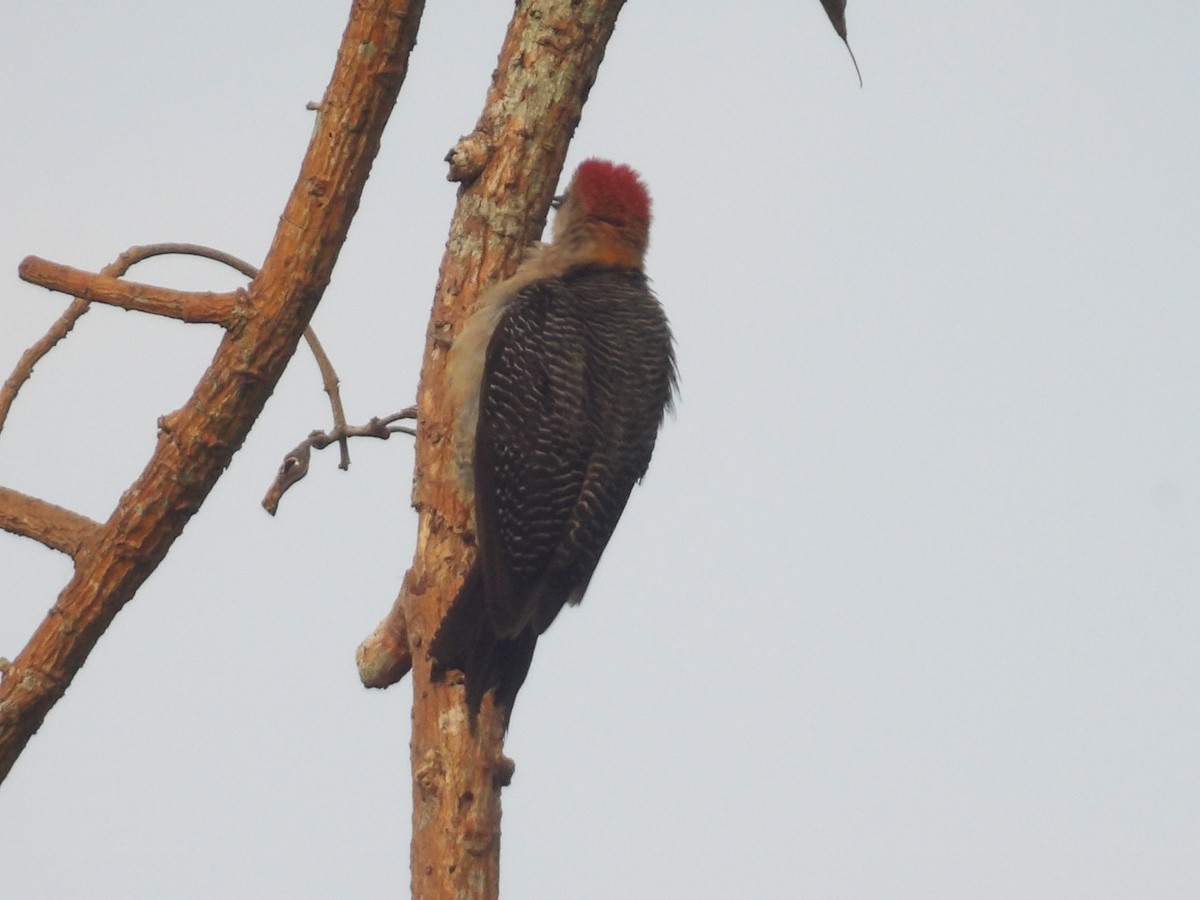 Golden-fronted Woodpecker - ML571390541