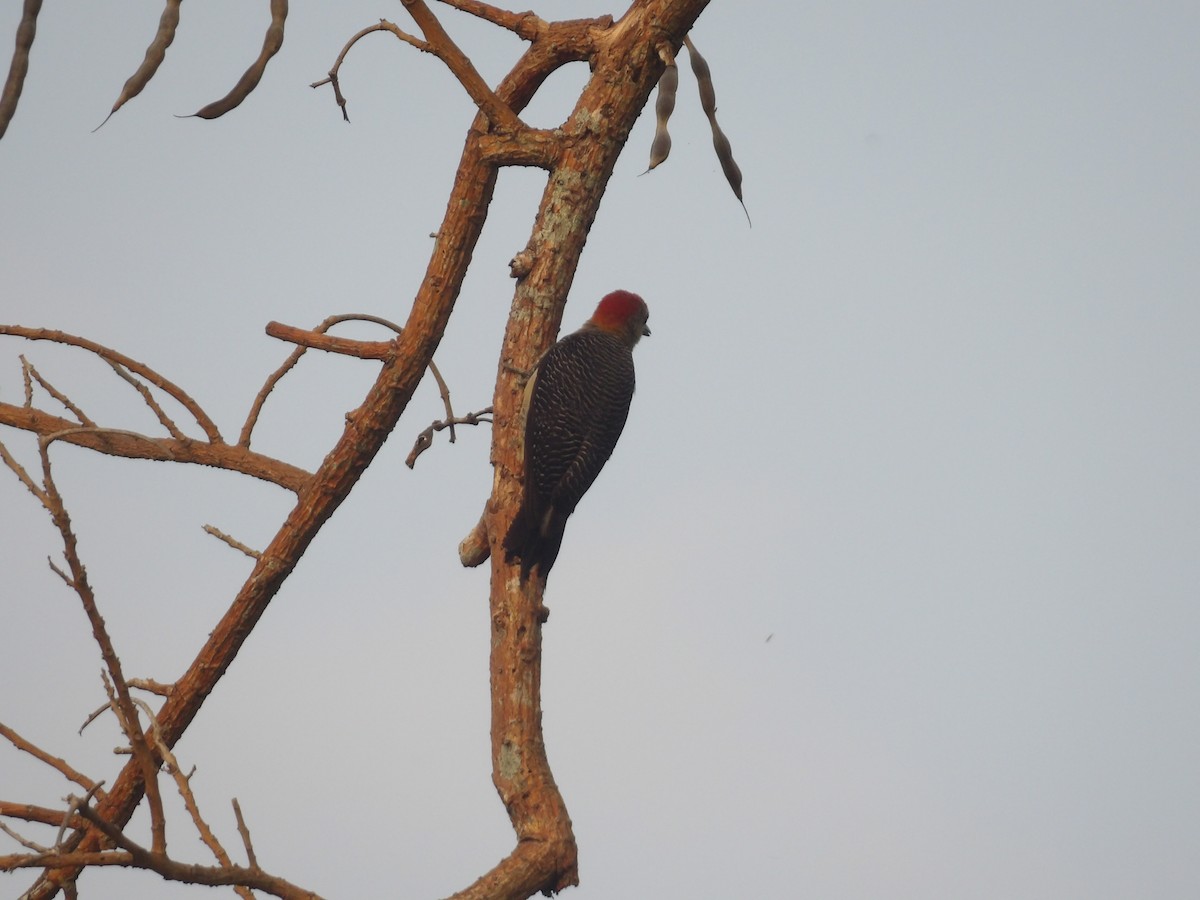 Golden-fronted Woodpecker - ML571390601