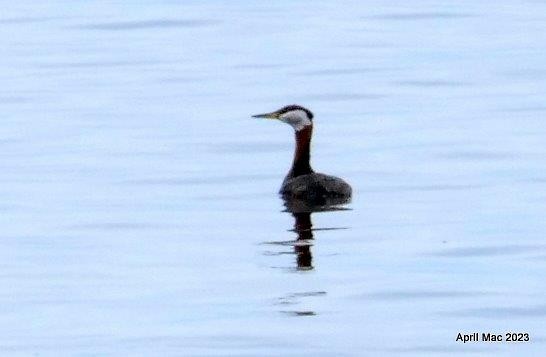 Red-necked Grebe - ML571390921