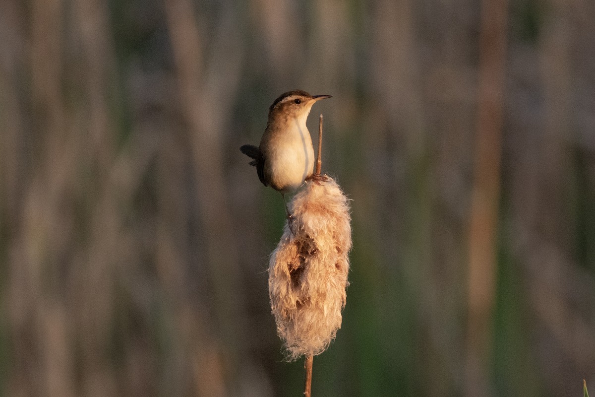 Marsh Wren (palustris Group) - ML571391131