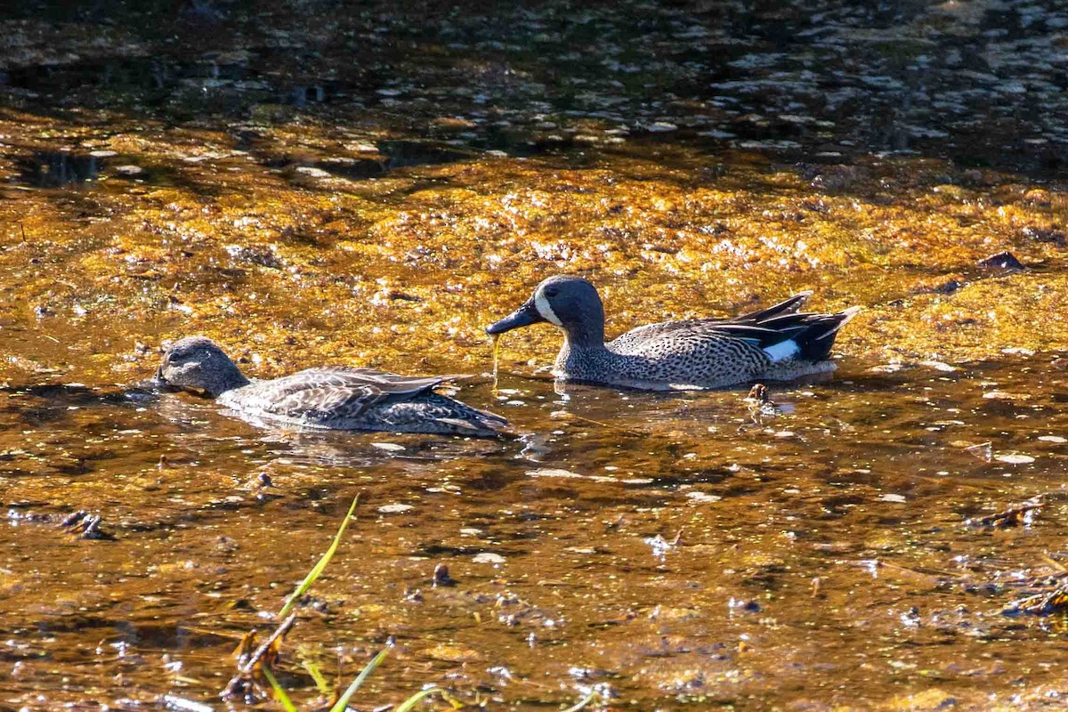 Blue-winged Teal - ML571391301