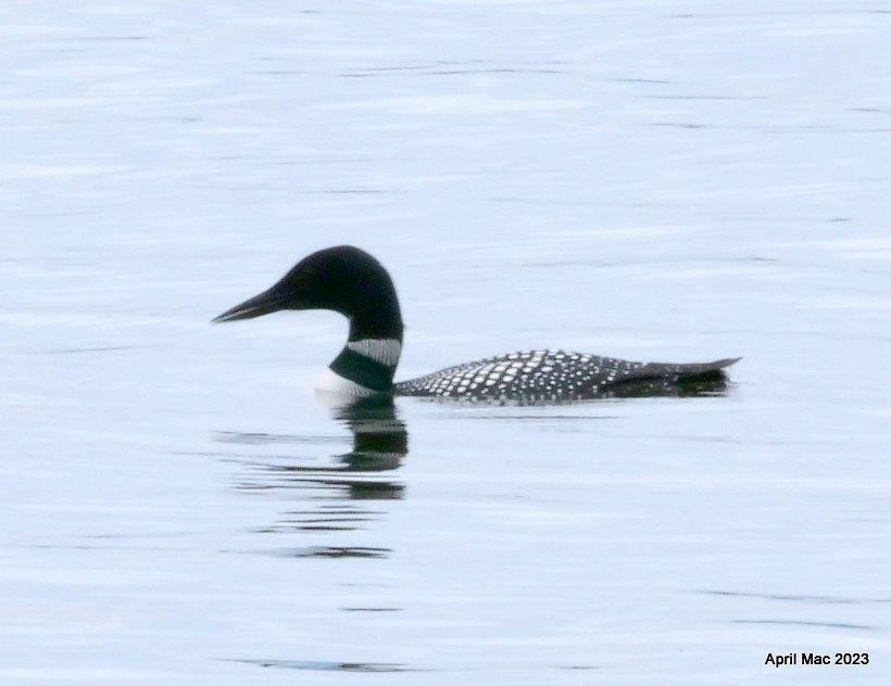 Common Loon - ML571391321