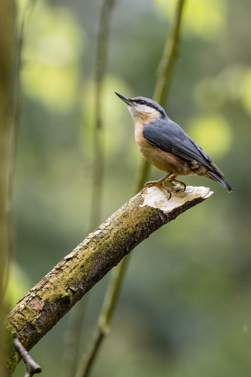 Eurasian Nuthatch - ML571395881