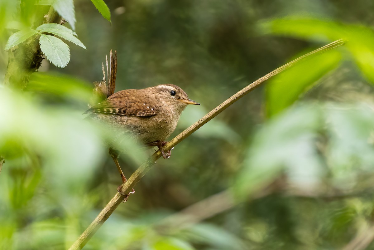 Eurasian Wren - ML571396121