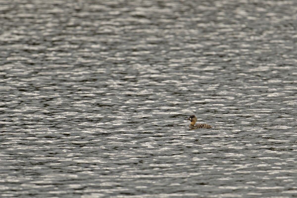 White-backed Duck - Neil Earnest