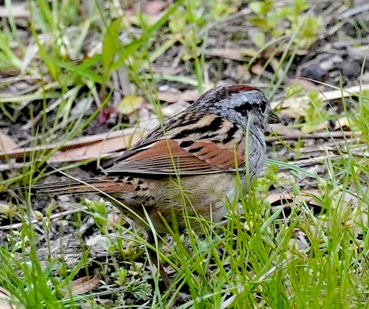 Swamp Sparrow - ML571396151