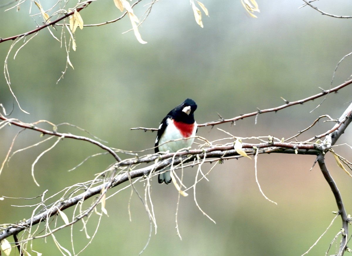 Rose-breasted Grosbeak - ML571396161