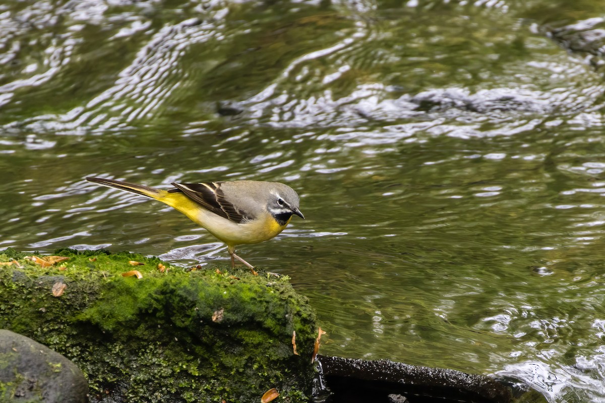 Gray Wagtail - ML571396231