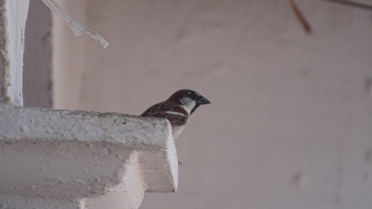 House Sparrow - María Fernanda Cruz Jiménez