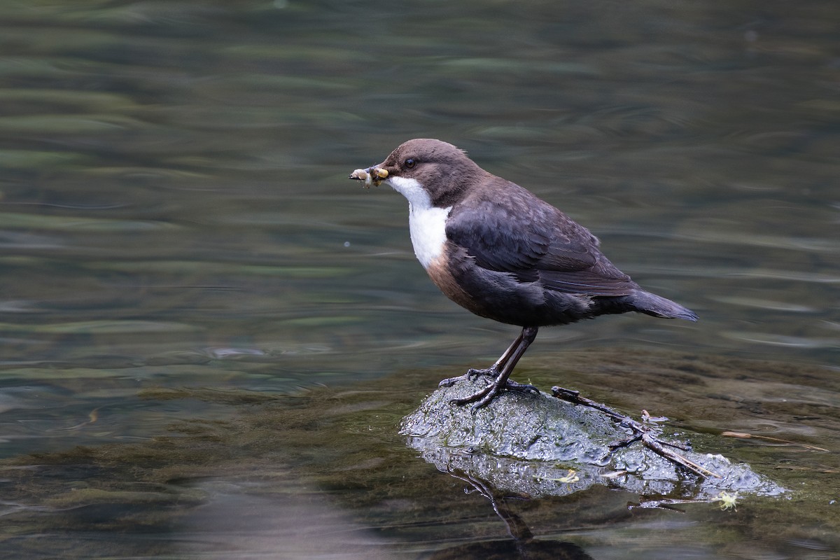 White-throated Dipper - ML571397381