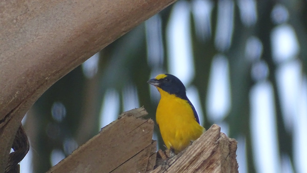 Yellow-throated Euphonia - María Fernanda Cruz Jiménez