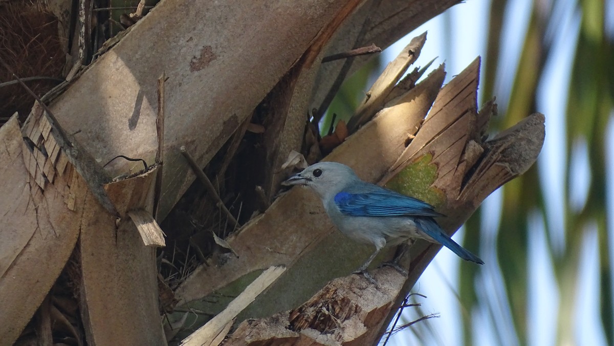 Blue-gray Tanager - María Fernanda Cruz Jiménez