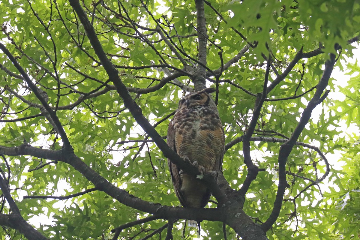 Great Horned Owl - ML571397961