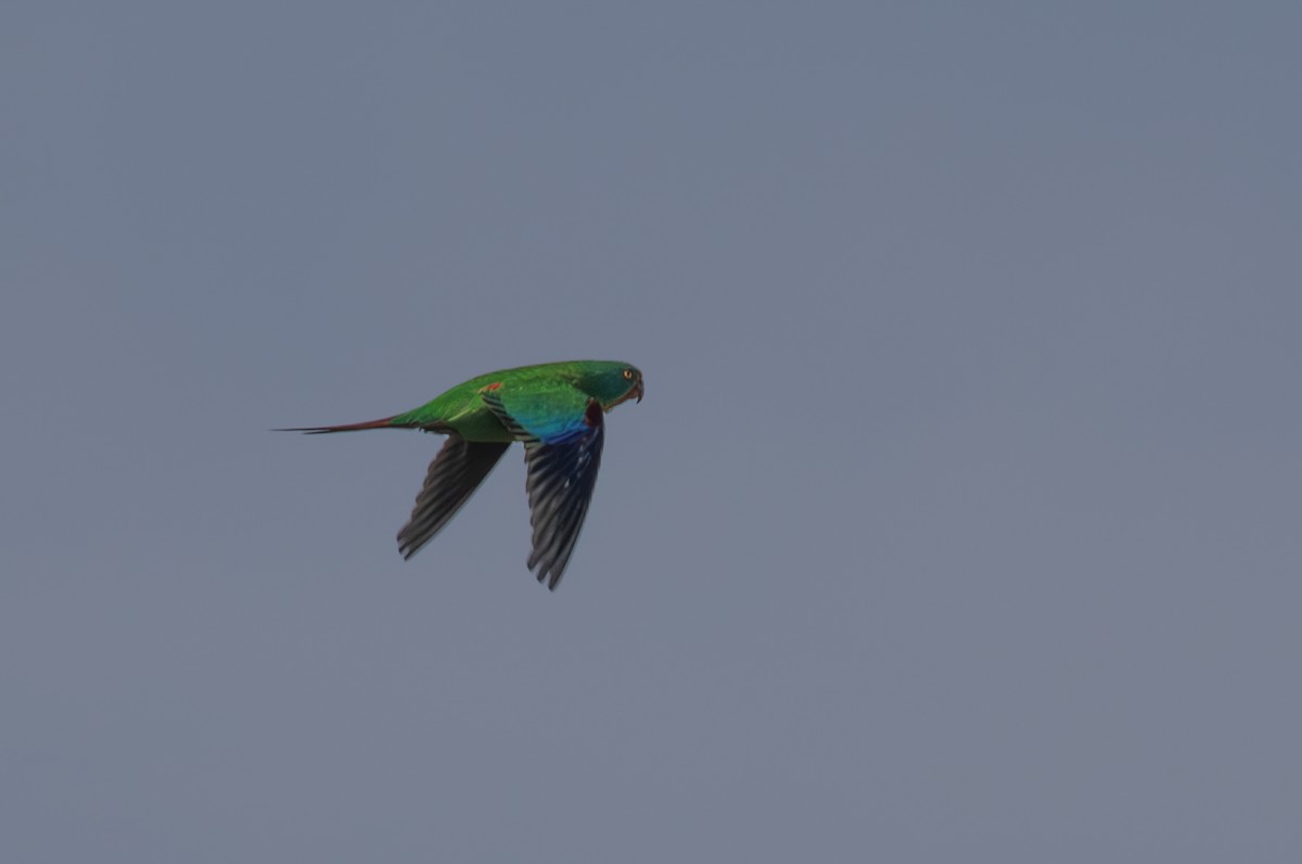 Swift Parrot - shorty w