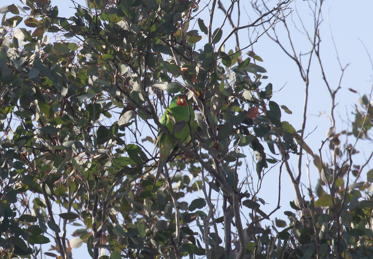 Swift Parrot - shorty w