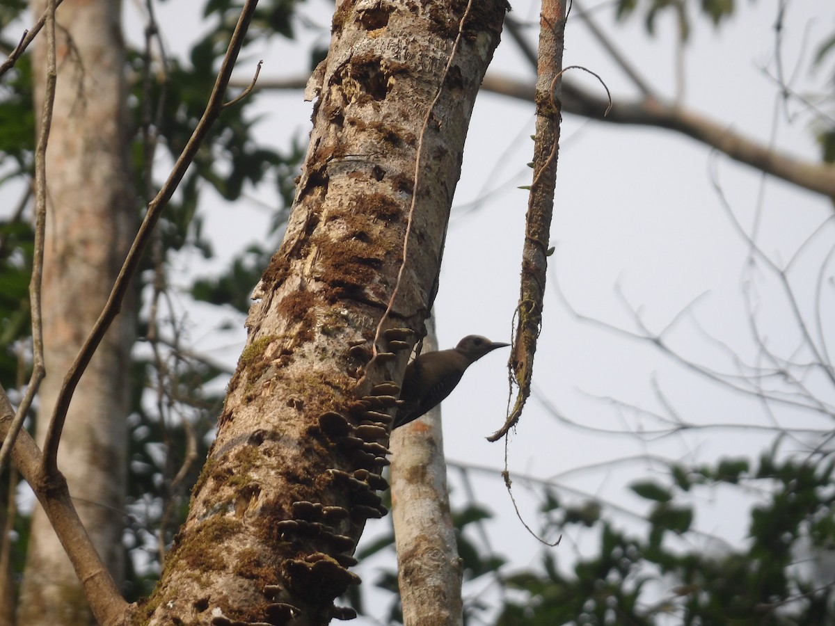 Golden-fronted Woodpecker - ML571399691