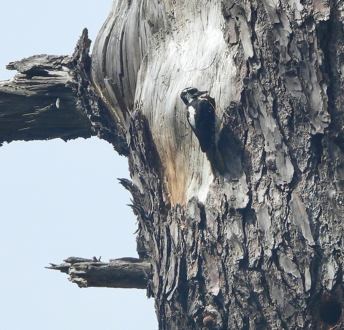 Hairy Woodpecker - ML571400911