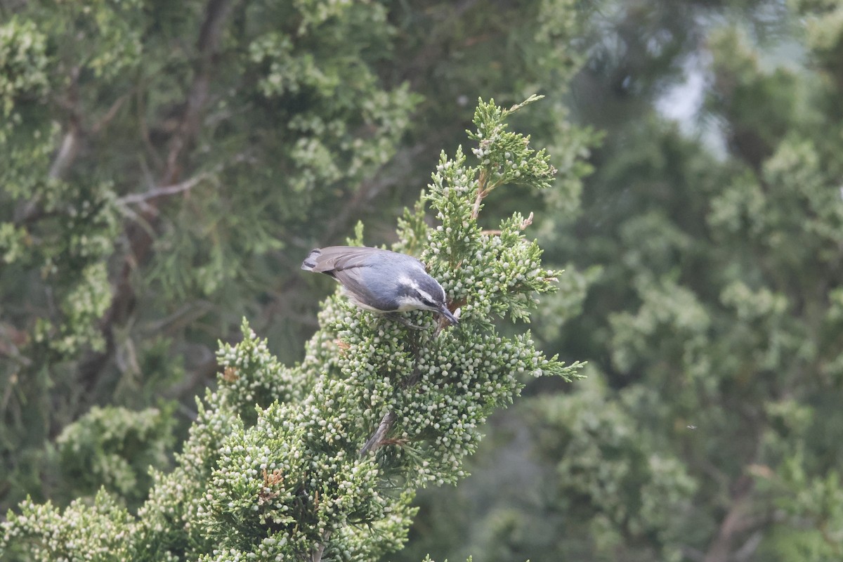 Red-breasted Nuthatch - Chris Daly